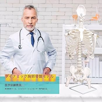 人体模型 脊椎構造 収納バッグ付き　全健会 脊柱模型・脊椎骨模型（背骨）｜実物大・小型｜3B Scientific